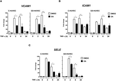 Oleanolic acid rescues critical features of umbilical vein endothelial cells permanently affected by hyperglycemia